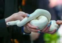 Змея в Кунцево и паук в Люберцах удивили жителей Подмосковья zmeya v kunczevo i pauk v lyuberczah udivili zhitelej podmoskovya-news-blog-ru-0