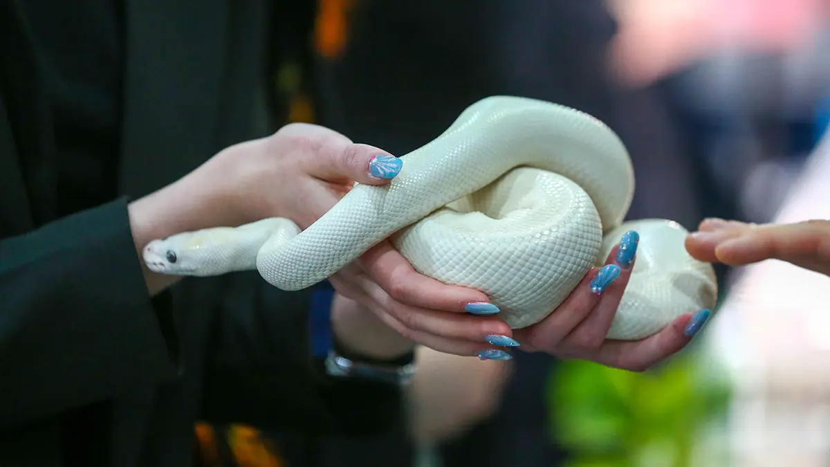 Москвичи обнаружили в квартире дома 25-сантиметровую змею