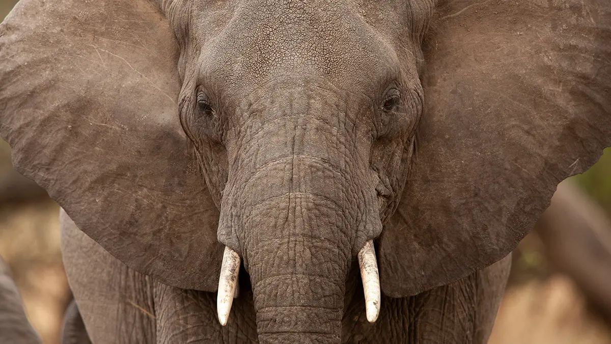 Daily Mail: Стадо слонов насмерть затоптало американского миллионера в Африке