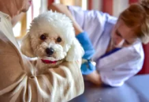 Моспитомец и Четвероногий друг дарят пасхальный подарок на Тверском На Тверском бульваре начал работу спецпроект «Моспитомец х Четвероногий друг»