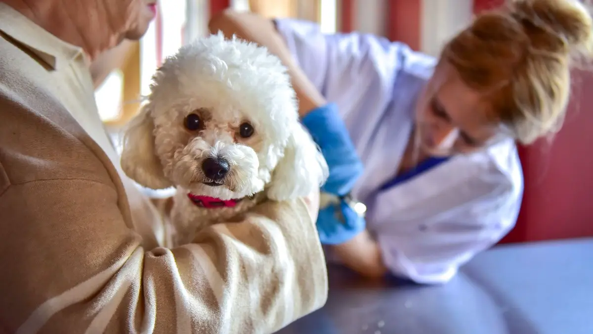 На Тверском бульваре начал работу спецпроект «Моспитомец х Четвероногий друг»