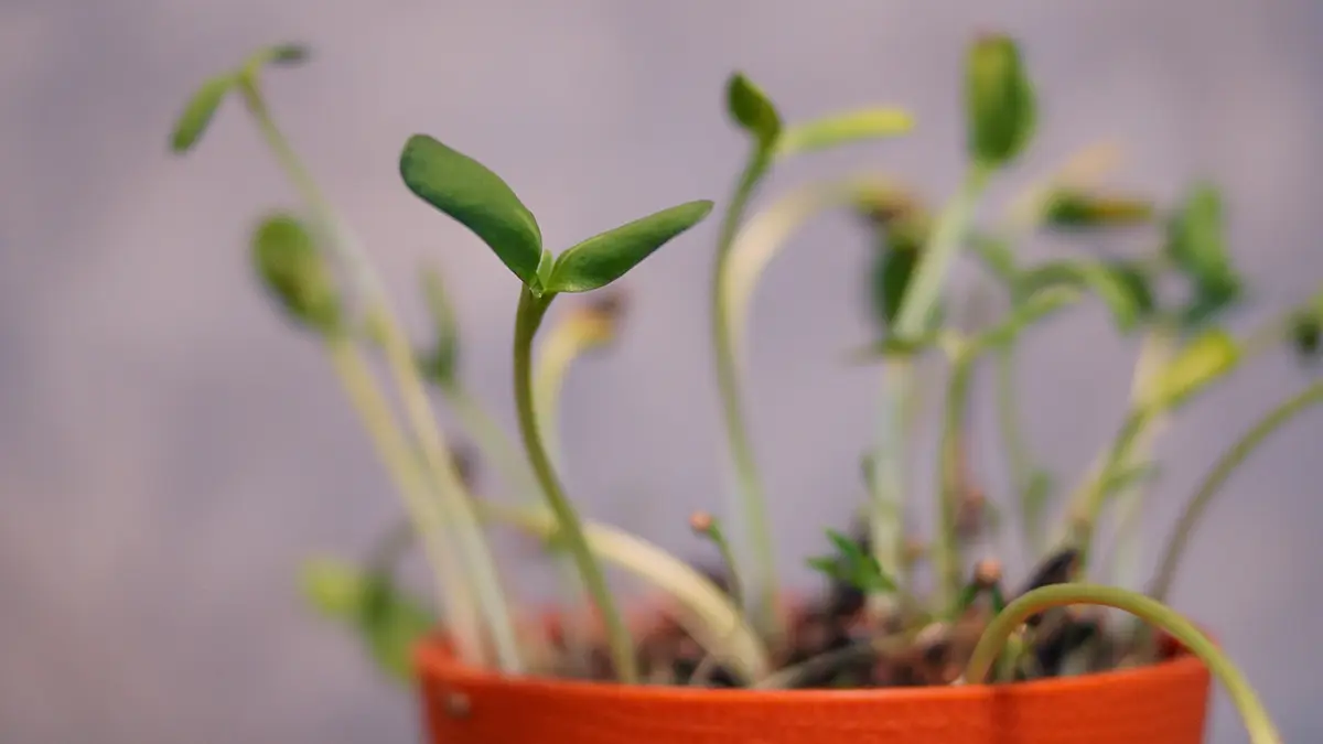 Опасны ли апрельские заморозки для растений