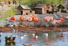 Фламинго вышли на Большой пруд Московского зоопарка
