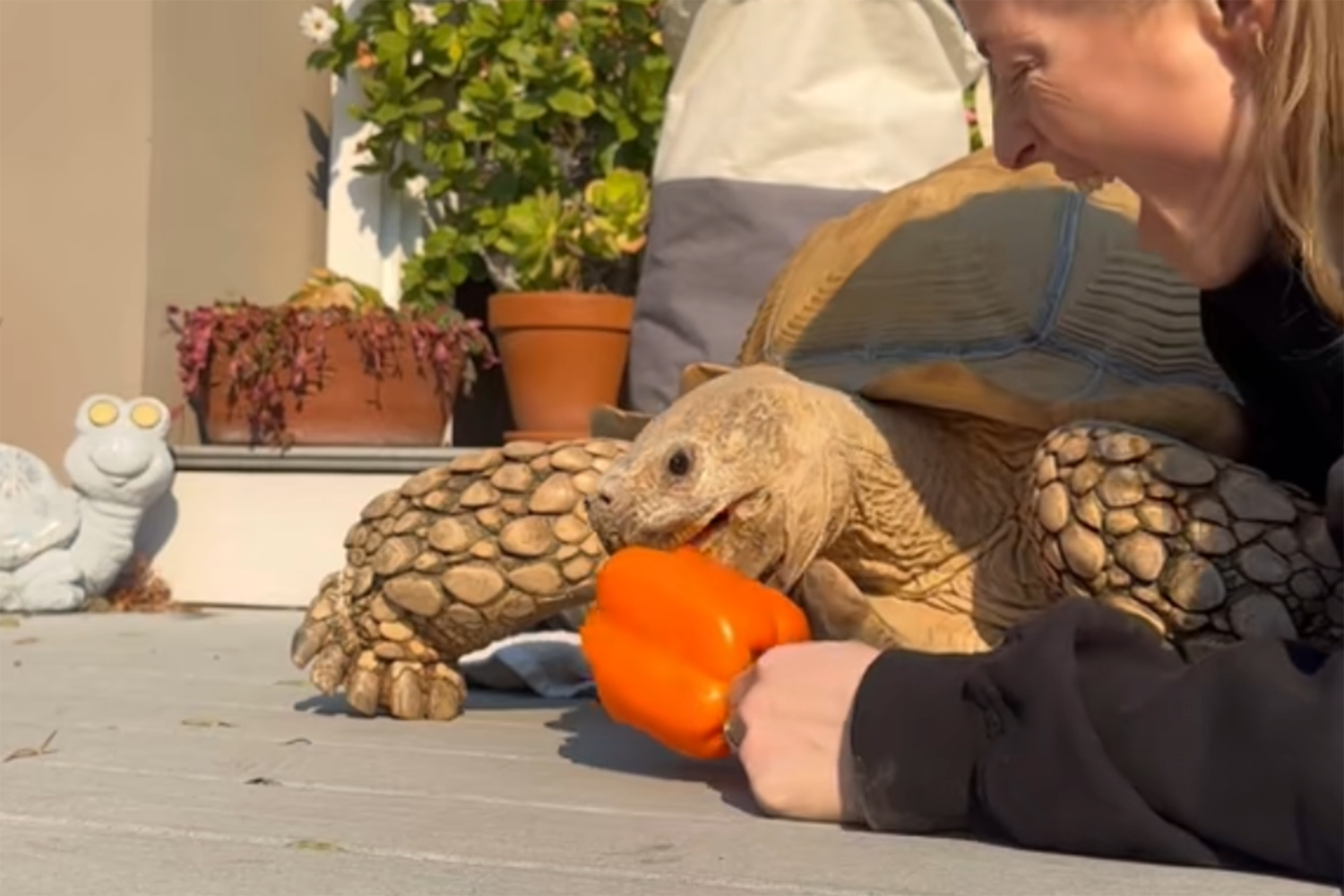 Черепаха TipToe и Кейтлин Дорн Лос-Анджелес обрели надежду среди огненной стихии-0