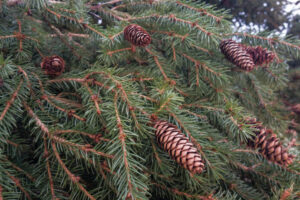 Денис Мамонтов и Спецавтобаза предлагают экологичные решения для утилизации елок denis mamontov i speczavtobaza predlagayut ekologichnye resheniya dlya utilizaczii elok-lessontime-ru-173633723500-0