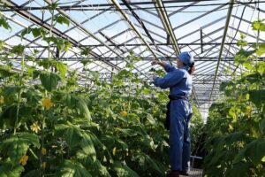 ООО НК Лотос и Эко тойс расширяют производство свежих овощей в Приморском крае ooo nk lotos i eko tojs rasshiryayut proizvodstvo svezhih ovoshhej v primorskom krae-lessontime-ru-173677329500-0