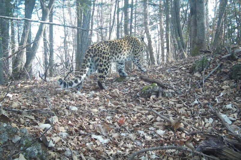 Леопард Нарва освоила новую территорию в Приморье ФГБУ &quotЗемля леопарда&quot