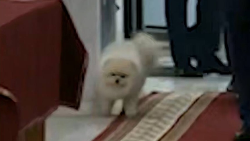 Собака Лукашенко пометила ЦИК на выборах президента страны