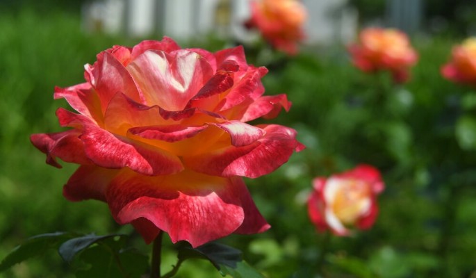 Названы пять мест ВДНХ с самыми яркими розами