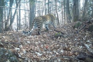 leopardy narva i kazanova osvaivayut ussurijskij zapovednik primorya-lessontime-ru-173718293500-0
