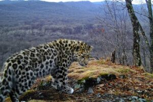 malysh dalnevostochnogo leoparda pokoril gornye vershiny v ozhidanii materi-lessontime-ru-174377647800-0