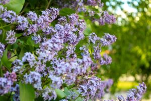 Сирень и весеннее разноцветье - фестиваль цветов в Аптекарском огороде МГУ siren i vesennee raznoczvete festival czvetov v aptekarskom ogorode mgu-lessontime-ru-174525372700-0