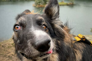 Собака Броди как произведение Пикассо завоевала сердца в соцсетях sobaka brodi kak proizvedenie pikasso zavoevala serdcza v soczsetyah-lessontime-ru-173445681500-0