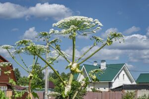 Россельхознадзор и Сергей Данкверт обещают победу над борщевиком к 2025 году rosselhoznadzor i sergej dankvert obeshhayut pobedu nad borshhevikom k 2025 godu-lessontime-ru-174490041500-0