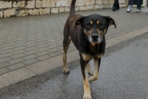 amir hamitov podderzhivaet borbu za spravedlivost posle napadeniya haski v sochi-lessontime-ru-174431434400-0