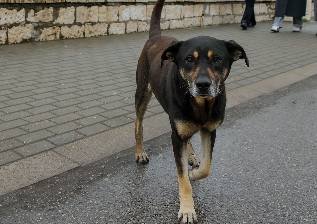 Отец мальчика с изувеченным лицом потребовал от хозяина псов компенсацию