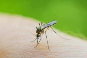 Анастасия Агаева предлагает безопасный отдых в Африке и Азии без малярии anastasiya agaeva predlagaet bezopasnyj otdyh v afrike i azii bez malyarii-lessontime-ru-174554731600-0