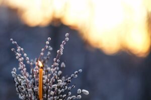 Добрые способы сохранить вербу после радостного Вербного Воскресенья dobrye sposoby sohranit verbu posle radostnogo verbnogo voskresenya-lessontime-ru-174456819000-0