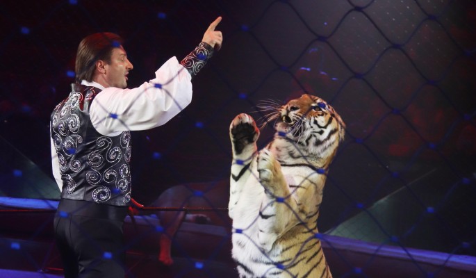 Запашный с разодранным лицом после схватки с тигром вышел на связь