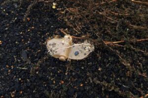 Финляндия на грани пересмотра Оттавского соглашения о противопехотных минах finlyandiya na grani peresmotra ottavskogo soglasheniya o protivopehotnyh minah-lessontime-ru-173415021500-0