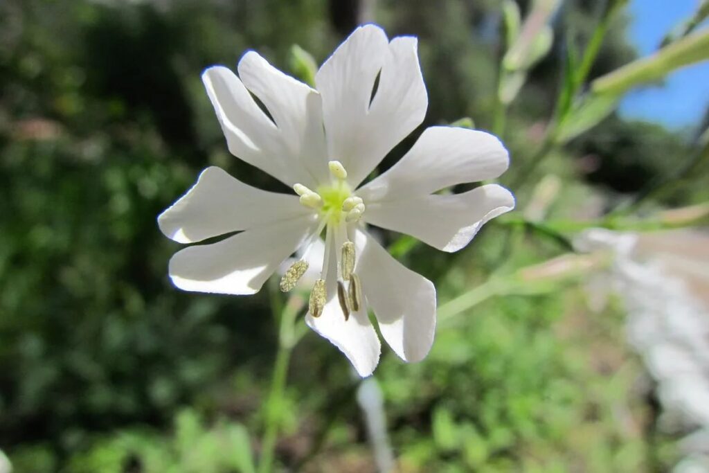 Гибралтарская смолевка