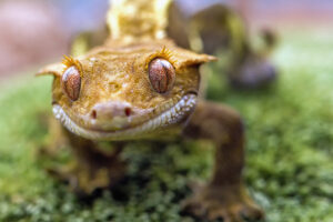 Гила-монстры США и Мексики в поисках устойчивости к климатическим переменам Detail of the head and eyes New Caledonian crested gecko