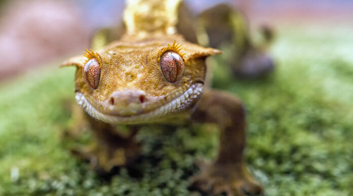 Detail of the head and eyes New Caledonian crested gecko