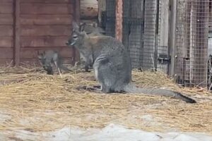 Новорожденный кенгуренок радует гостей Ижевского зоопарка и Крымского парка novorozhdennyj kengurenok raduet gostej izhevskogo zooparka i krymskogo parka-lessontime-ru-174370039900-0