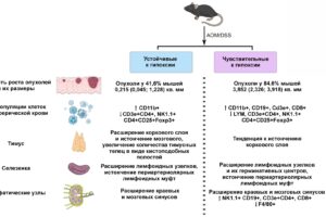 immunnyj otvet pri gipoksii  otkrytiya rossijskogo nauchnogo fonda i czentra petrovskogo-lessontime-ru-174479240500-0