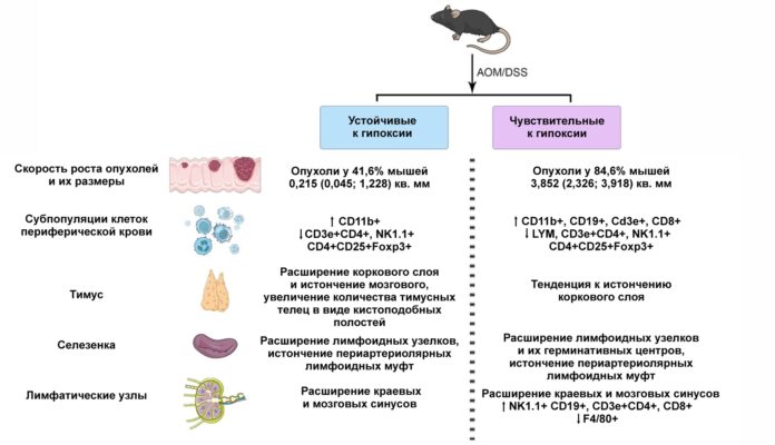 immunnyj otvet pri gipoksii otkrytiya rossijskogo nauchnogo fonda i czentra petrovskogo-lessontime-ru-174479240500-0