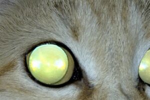kabarga i amurskij tigr  udivitelnye otkrytiya v zapovednike zemlya leoparda-lessontime-ru-174486087400-0