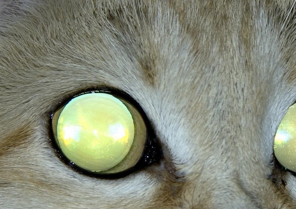 Фотоловушка заповедника запечатлела «вампира» с клыками и горящими глазами