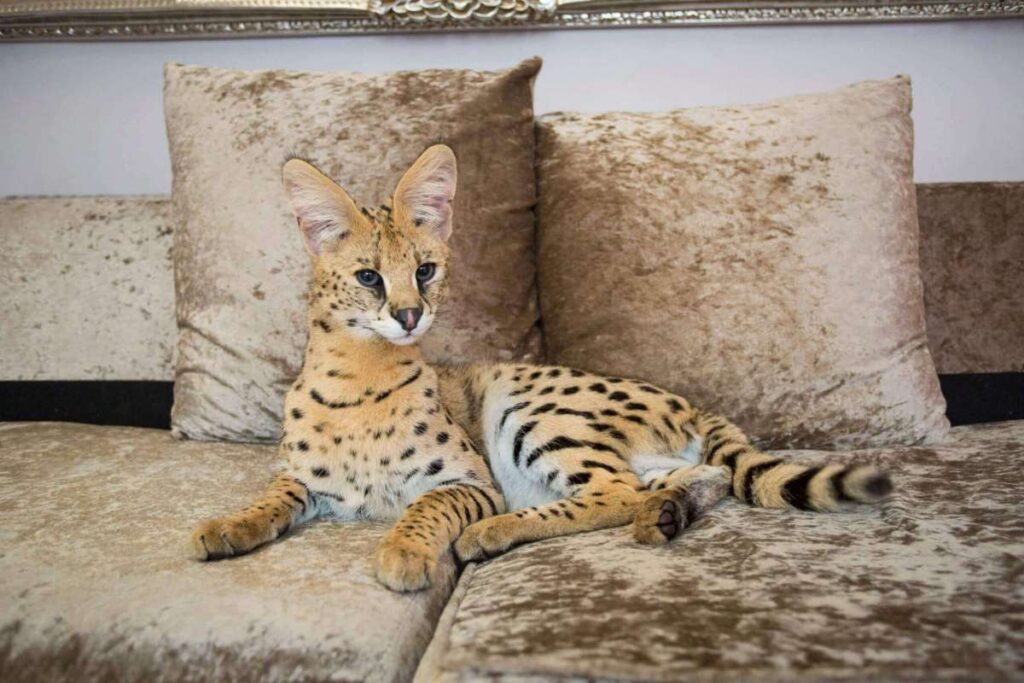 кошка саванна