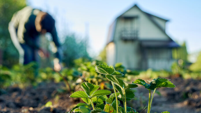 Woman,Weeding,The,Strawberry,Beds,In,The,Garden,With,A