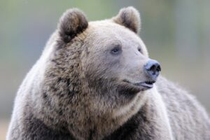 medved na kamchatke udivil gostej  utrennij vizit v stolovuyu malki-lessontime-ru-174480962100-0