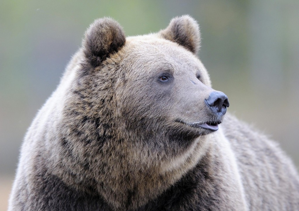 На Камчатке медведь пришел на завтрак к людям и постучался лапой в окно