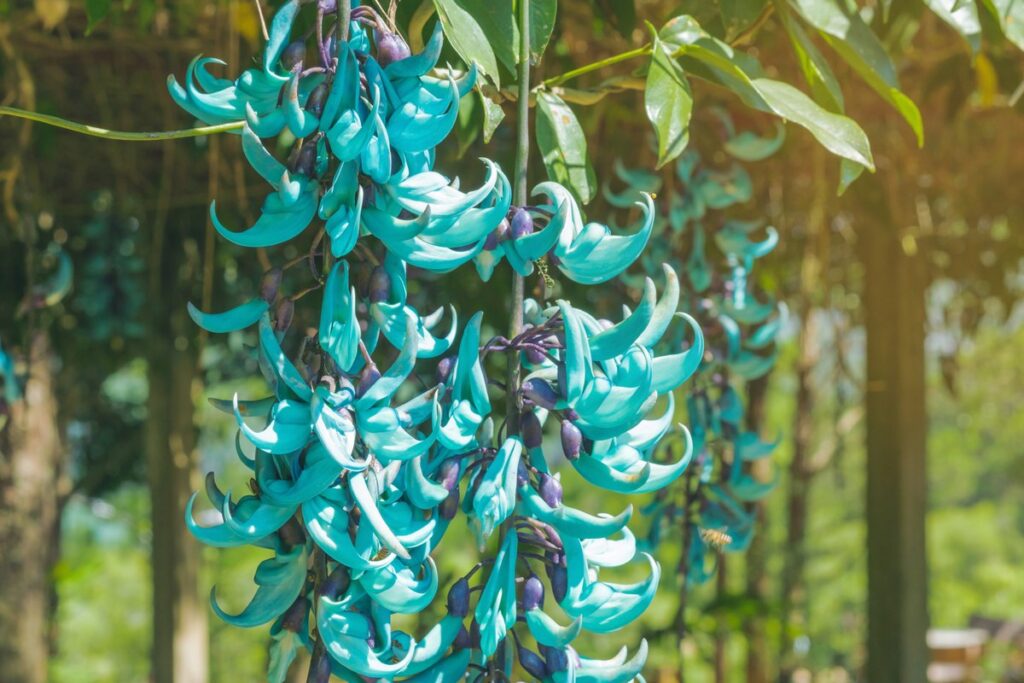 Нефритовая виноградная лоза