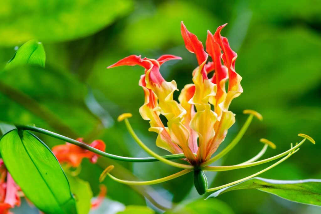 Огненная лилия