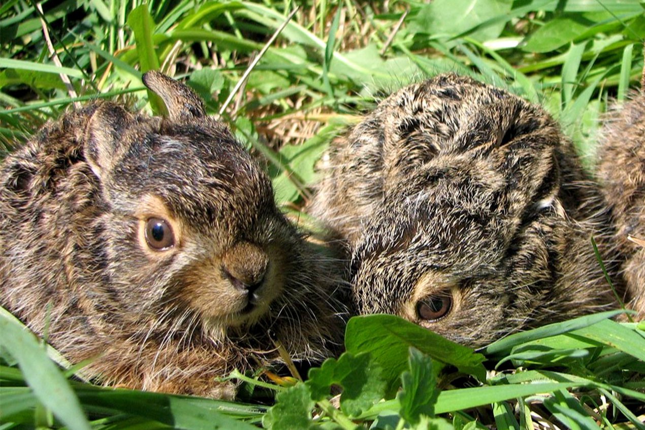 Ольборг и Орхус в Дании становятся оазисом для диких зайцев-0