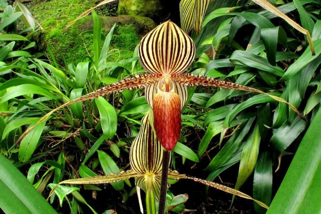 Орхидея Ротшильда