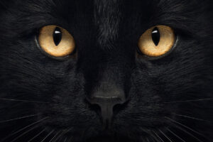Close-up of a Black Cat looking at the camera, isolated on white