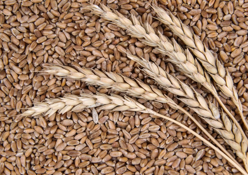 Новые власти Сирии впервые получили российское зерно