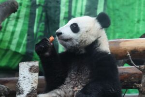 radostnye momenty katyushi i dindin v moskovskom zooparke ot svetlany akulovoj-lessontime-ru-174410362300-0