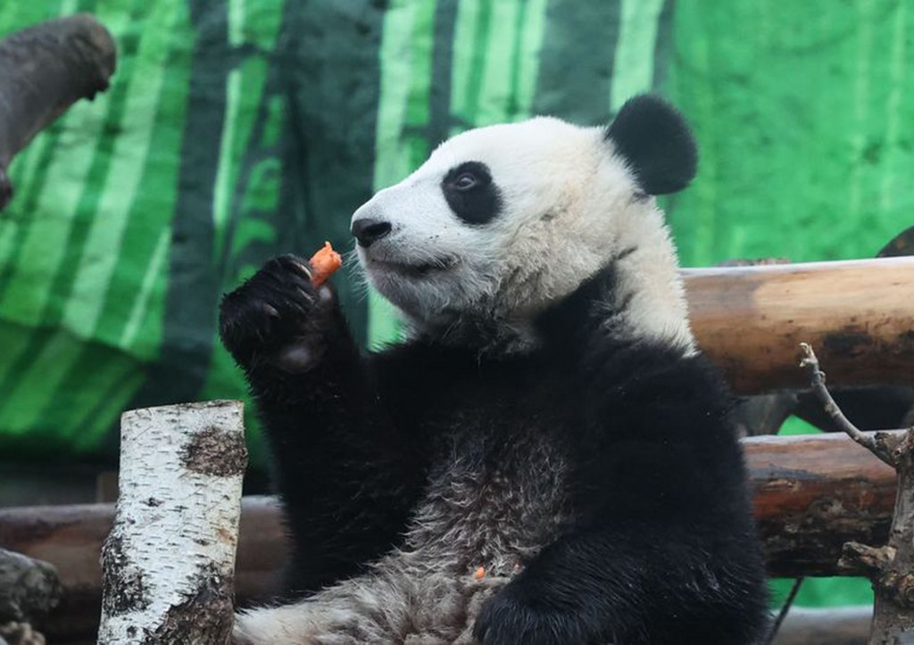 Панда Катюша в Московском зоопарке: последние новости 8 апреля, видео