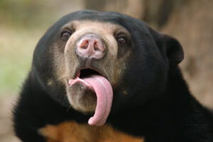 Malayan,Sun,Bear,(helarctos,Malayanus),Showing,Its,Long,Tongue.
