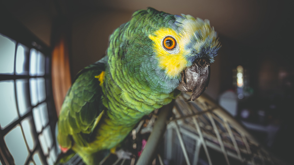 Сбежавшего из дома и обматерившего пожарных попугая приманили пачкой сигарет