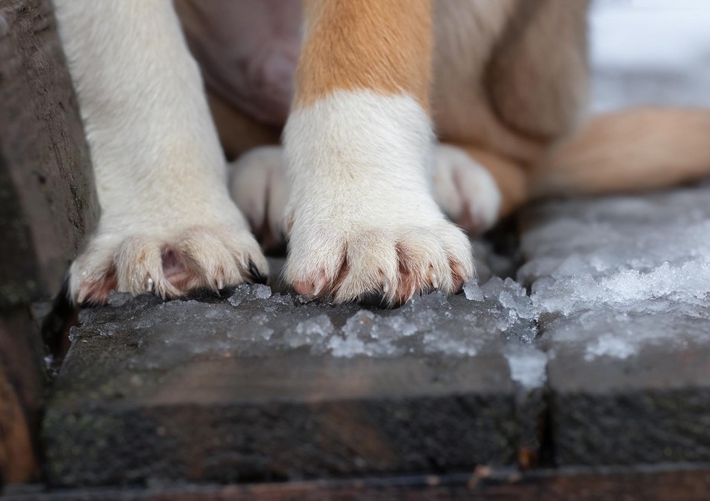 Под Калугой волонтеры лечат изнасилованного палкой пса