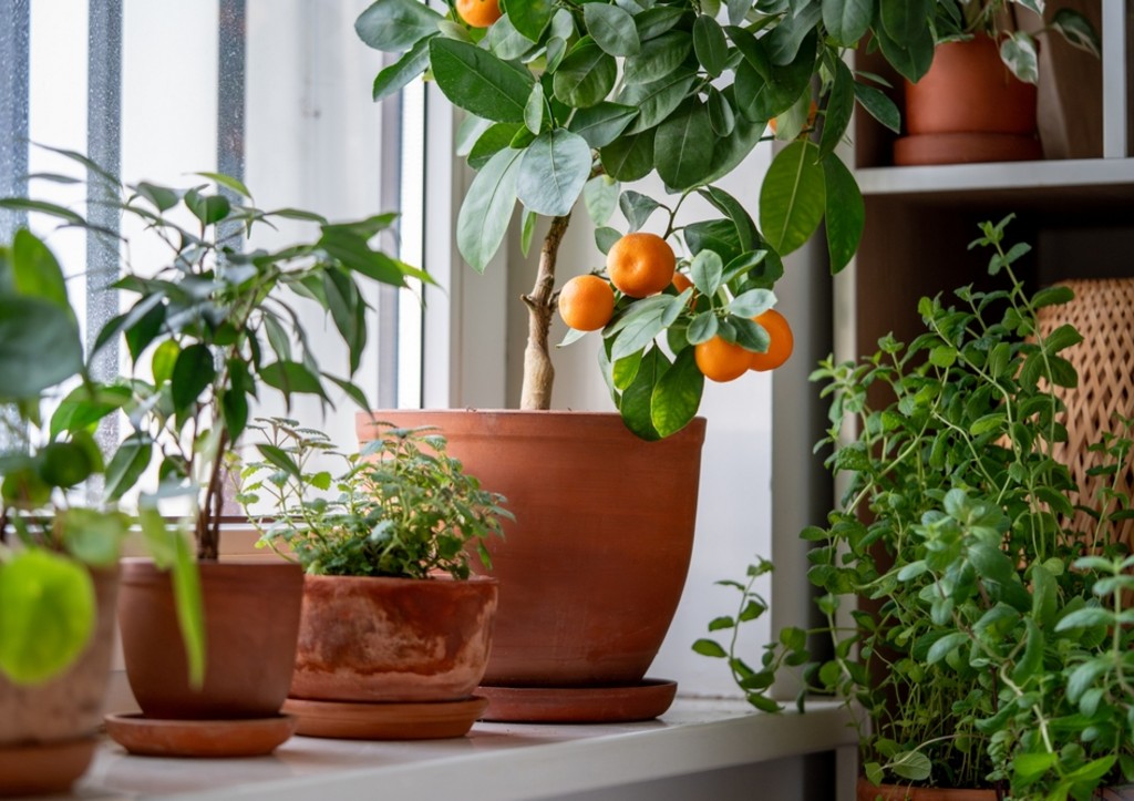 Жарко дома? Поставьте эти цветы — работают как кондиционер