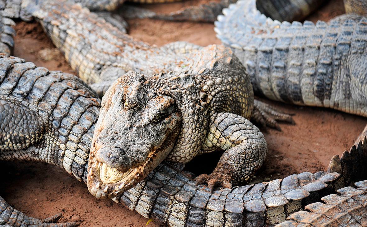 Cиамские крокодилы (KrisPhotoCNX / Shutterstock)