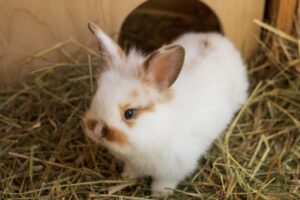 tri ocharovatelnyh krolchonka poyavilis u kroshki i robina na gorodskoj ferme vdnh-lessontime-ru-174489719400-0